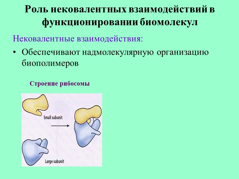 Роль нековалентных взаимодействий в функционировании биомолекул Нековалентные взаимодействия: Обеспечивают надмолекулярную организацию биополимеров Строение рибосомы